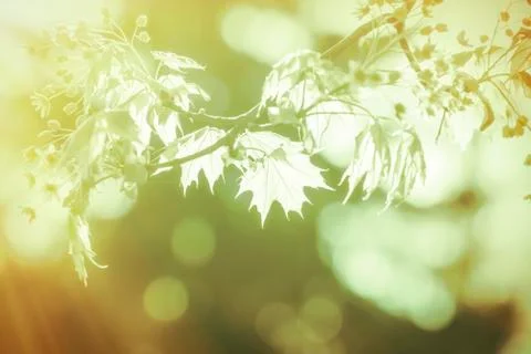 Closeup of a maple branch with light leafs Stock Photos