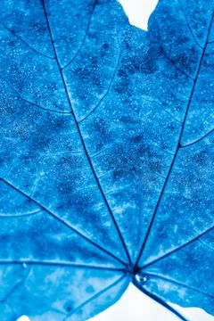 Closeup maple leaf. Deep blue art photo 스톡 사진