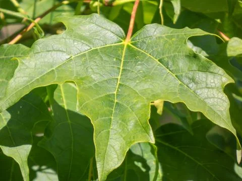 A closeup of a maple leaf in the sunshine. Stock Photos