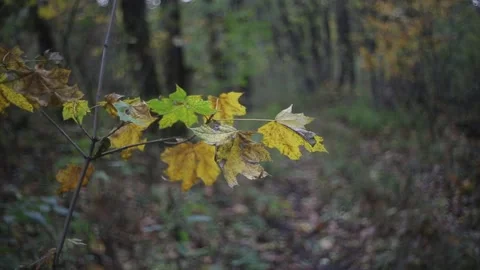 Closeup maple tree branch in a forest Stock Footage 142687000
