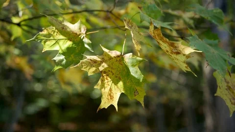 Closeup of Maple Tree Branch Waving in the Wind during Fall. Stock Footage