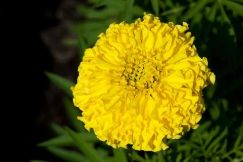 Closeup of marigold Stock Photos