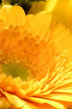 Closeup of marigold Stock Photos