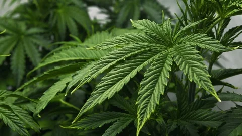 Closeup marijuana leaf. Hemp plants in a greenhouse. Herbal alternative medicine Stock Footage 246621880