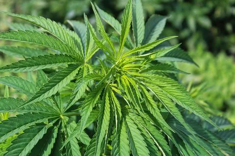 Closeup of Marijuana leaf tips without any buds Stock Photos