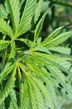 Closeup of Marijuana leave tips without any buds Stock Photos