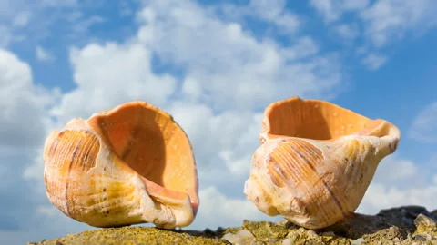 Closeup marine shell lie on stone Stock-Footage 336306227