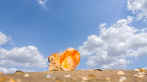 Closeup marine shell on sandy sea beach Stock Footage 220556773