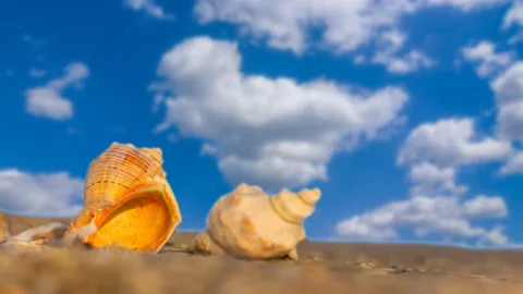 Closeup marine shell on sandy sea beach Stock Footage 231989243