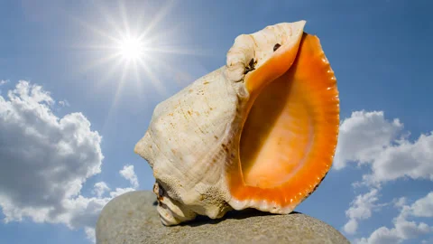 Closeup marine shell on a stone in light of sparkle sun time lapse scene Stock Footage 241499356