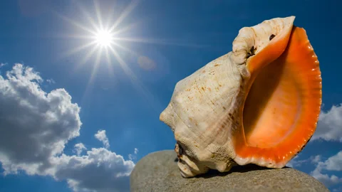 Closeup marine shell on a stone in light of sparkle sun Video stock 257606647