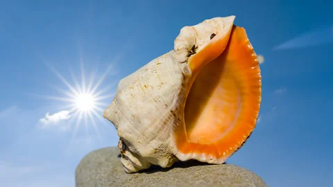 Closeup marine shell on a stone in light of sparkle sun 스톡 동영상 345117172