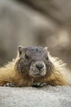 Closeup Marmot Watching Stock Photos