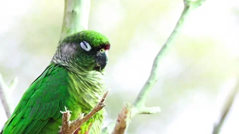 Closeup of a maroon-tailed parakeet perched on a branch outdoors shot in HD Video stock 156789086