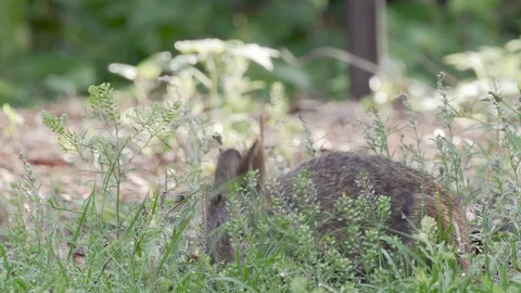 Closeup marsh hare rabbit eats grass at Mead Gardens park in Orlando Florida Stock Footage 129036277