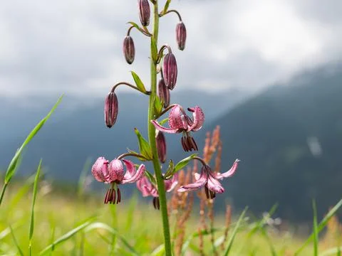 Closeup of a martagon lily in the Austrian alps Stock Photos