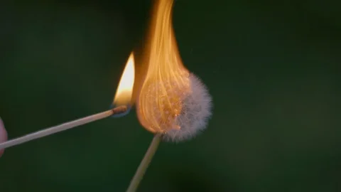 Closeup Of Match Igniting And Burning Dandelion, Slow Motion Stock-Footage 129486369