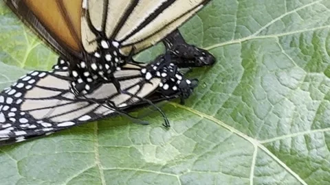 Closeup of mating monarch butterflies Stock Footage 322552935