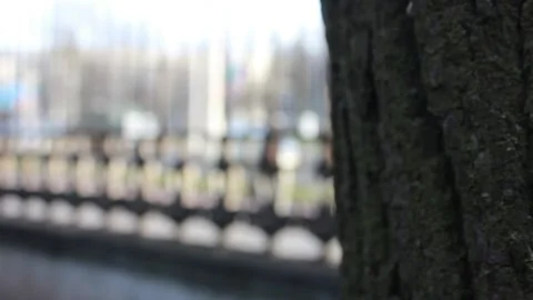 Closeup mature tree bark Stock Footage 123210648