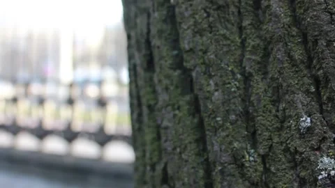 Closeup mature tree bark Stock Footage 123210650