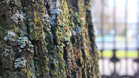 Closeup mature tree bark Stock Footage 123210672