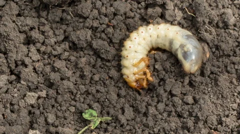 Closeup of may bug grub (Melolontha vulgaris) digging on soil Stock Footage 49941848