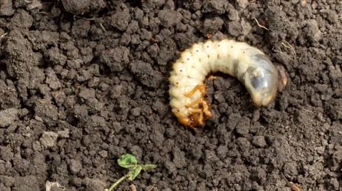 Closeup of may bug grub (Melolontha vulgaris) digging on soil Stock Footage 49942168