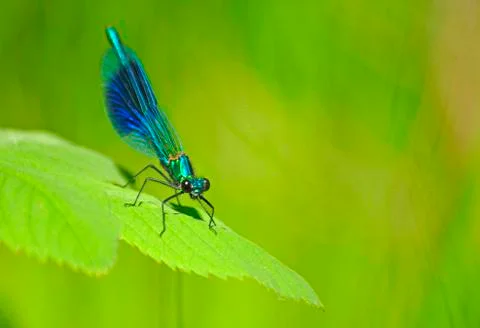 Closeup of Mayfly Stock Photos