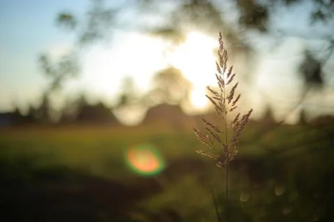 Closeup of meadow grass. Stock Photos