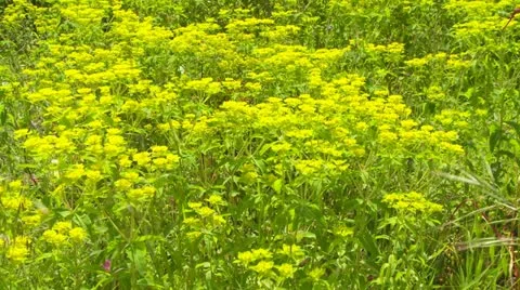 Closeup meadow of mustard plants Video stock 11946509