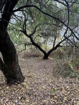 Closeup of meadows between several trees with black trunks Stock Photos