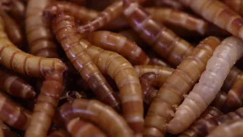 Closeup of mealworm larvae, rearing Stock Footage 75047134