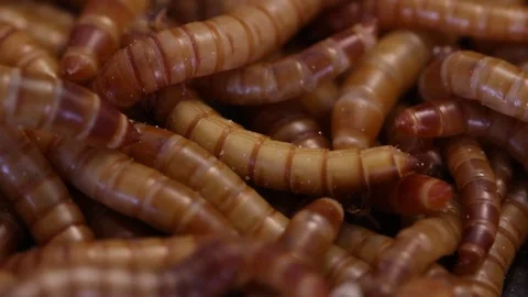 Closeup of mealworm larvae, rearing 動画素材 75047238