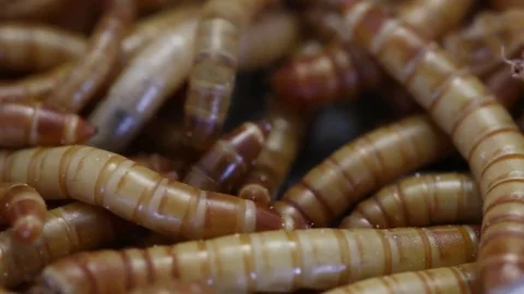Closeup of mealworm larvae, rearing Stock Footage 75047296