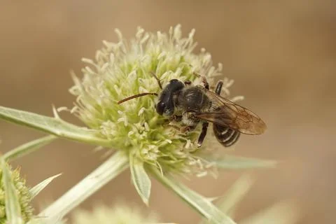 Closeup on a Mediterranean Variable miner bee, Anderna variablis on it's host pl Stock Photos