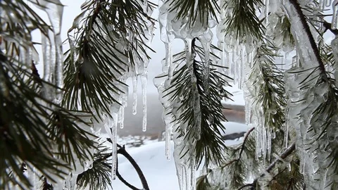 Closeup Meliting Icicles on Pine Boughs in Yellowstone National Park Video stock 95497887