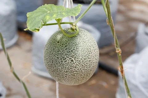 Closeup melon fruit on the tree Stock Photos
