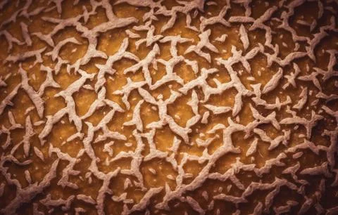 Closeup of melon peel Stock Photos