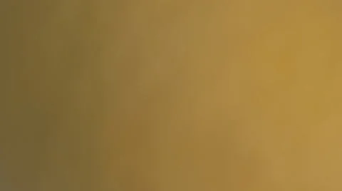 Closeup of Meyer Lemons Freshly Picked Off Tree, a Variety Crossed Between a Stock Footage 43225692