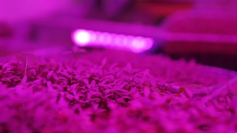 Closeup of microgreens. Sprouting seed at home. Vegan and healthy eating concept Stock Footage 148281654