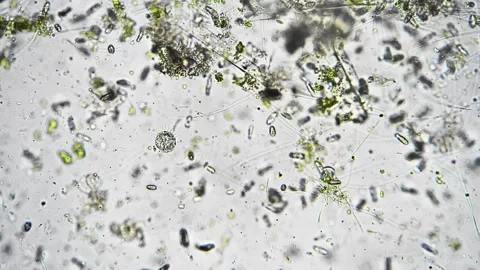 Closeup microscopy captures detailed structures of diatom fragments important 스톡 동영상 344086811