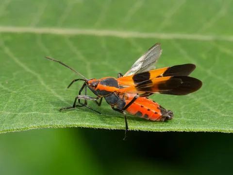 Closeup of Milkweed Bug Flaring its Wings. Stock-Fotos