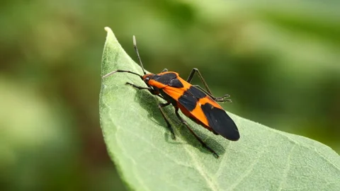Closeup of Milkweed bug on a green leaf 스톡 동영상 247522985