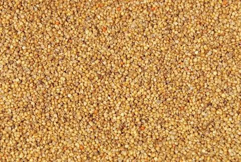 The closeup of millet Stock Photos