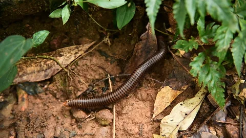 Closeup of Millipede Moving on Forest Floor Stock Footage 329106452