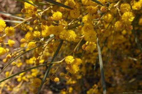 Closeup of mimosa bloom Stock-Fotos