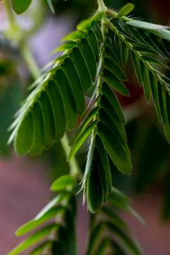 Closeup of a mimosa leaf 스톡 사진
