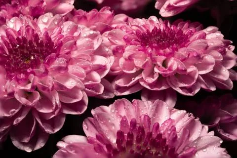 Closeup of mini carnations Stock Photos