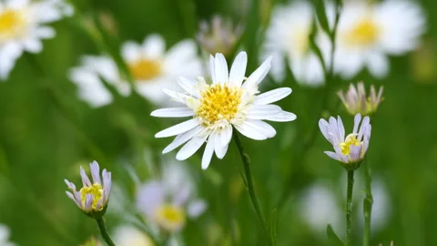Closeup of Miniature Daisy blossoms Stock Footage 242533798