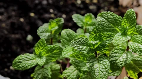 Closeup of mint leaves glowing in light, mint texture vibrant and alive, mi.. Stock Footage 320736356